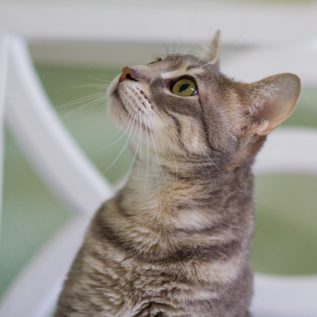 Enlarge Hope (HR), a Adoptable mixed breed in Hot Springs, AR image 1/5