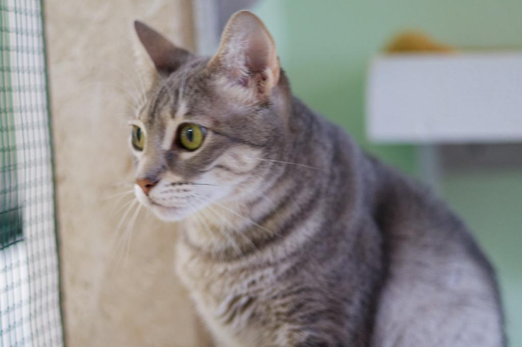 Enlarge Hope (HR), a Adoptable mixed breed in Hot Springs, AR image 2/5