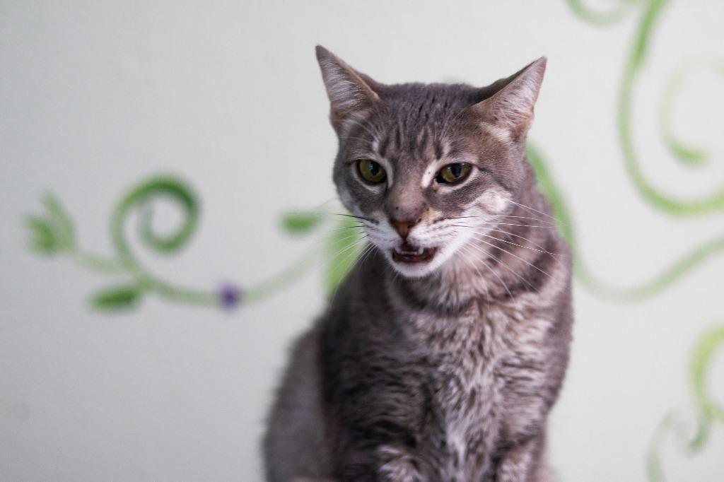 Enlarge Hope (HR), a Adoptable mixed breed in Hot Springs, AR image 1/3