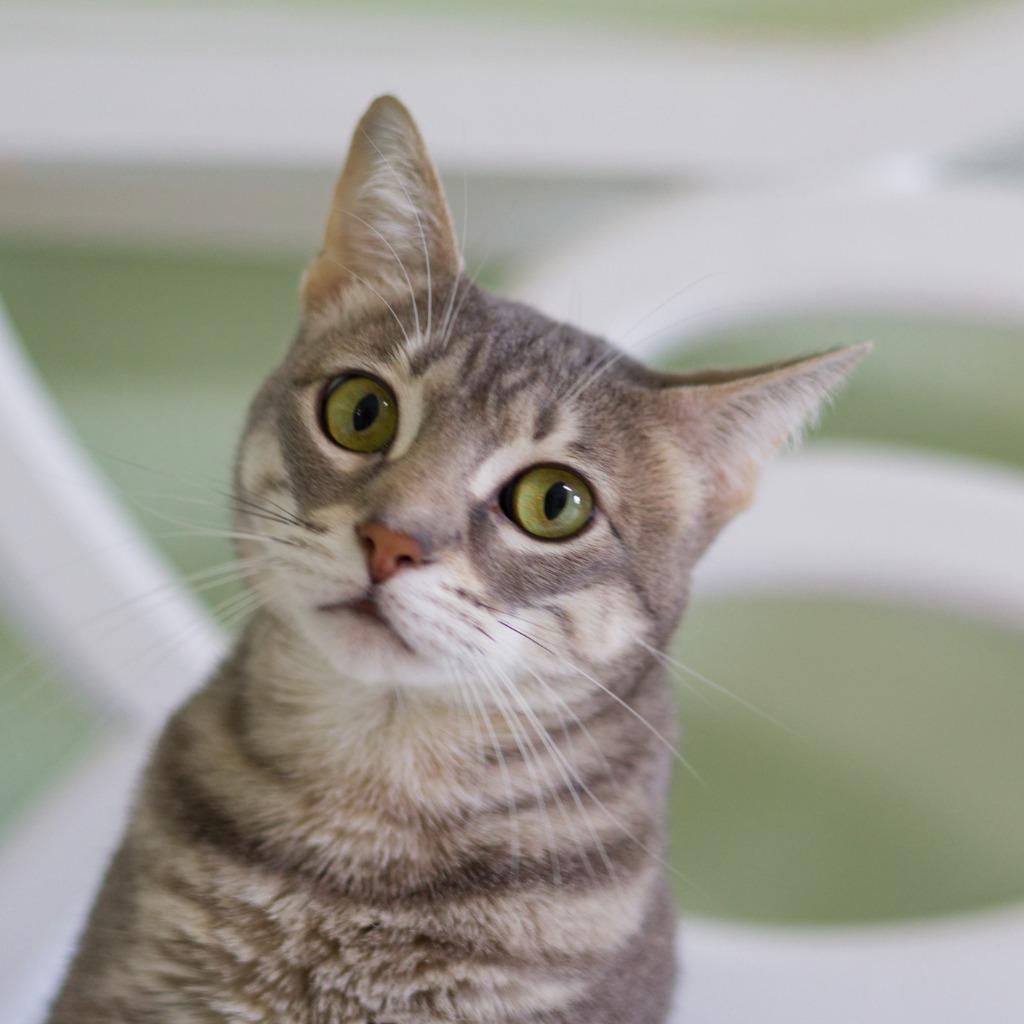 Enlarge Hope (HR), a Adoptable mixed breed in Hot Springs, AR image 3/5