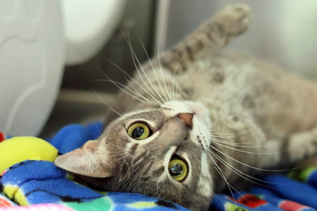 Enlarge Hope (HR), a Adoptable mixed breed in Hot Springs, AR image 2/3