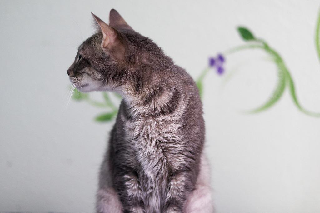 Enlarge Hope (HR), a Adoptable mixed breed in Hot Springs, AR image 3/3