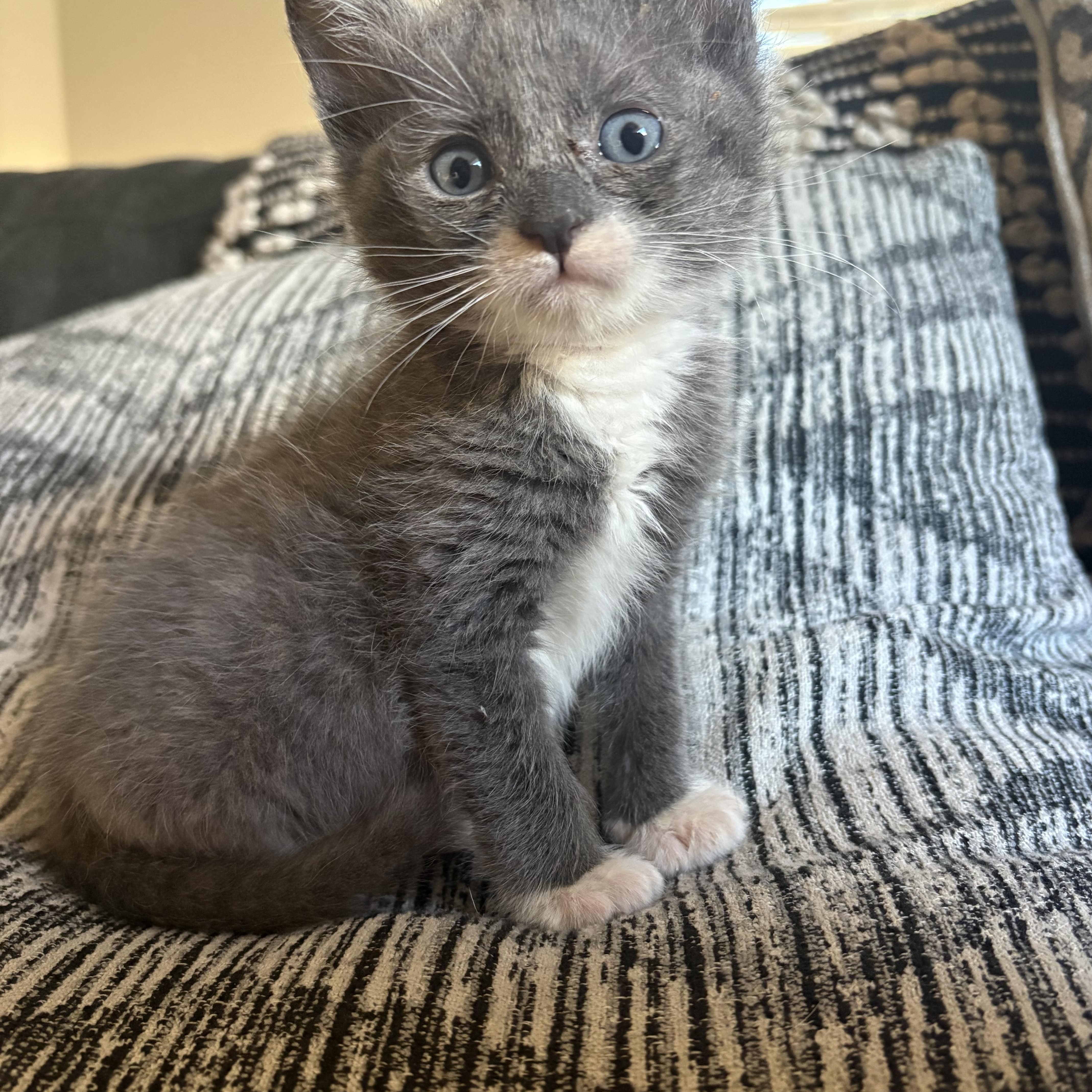Enlarge Rigatoni, a Adoptable Domestic Short Hair in Penryn, CA image 1/1