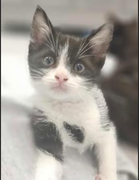 Enlarge Moth, an adopted Domestic Short Hair in Pearland, TX image 2/4