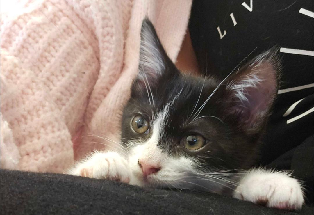 Enlarge Moth, an adopted Domestic Short Hair in Pearland, TX image 3/4