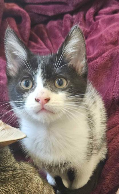 Enlarge Moth, an adopted Domestic Short Hair in Pearland, TX image 1/4