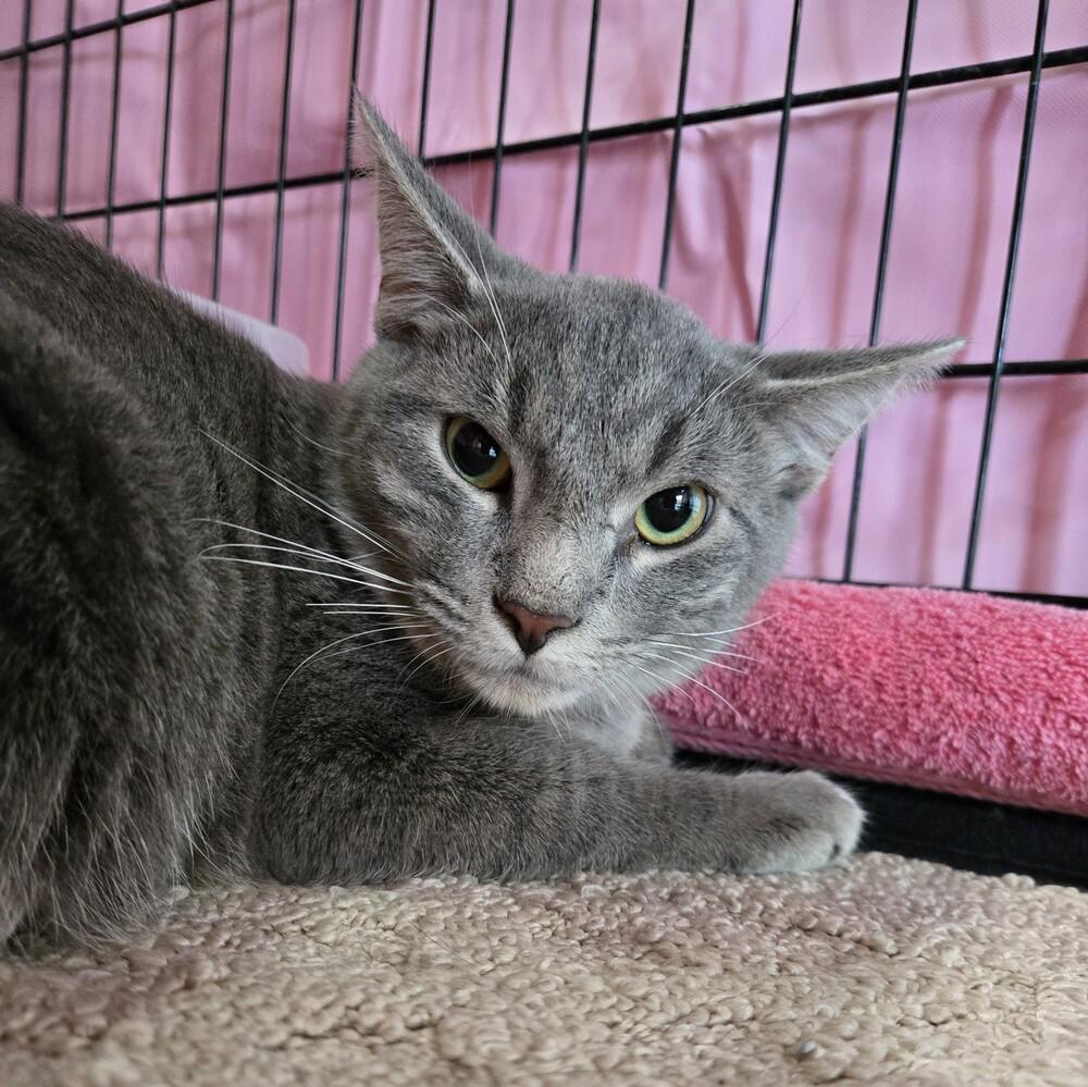 Boeing, Adoptable, Adult Male Domestic Short Hair.