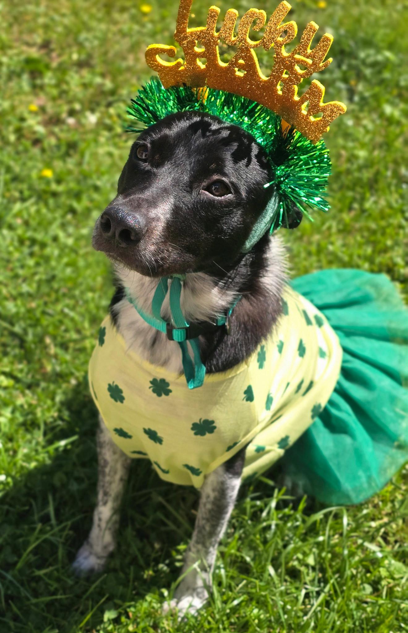Clover, Adoptable, Adult Female Cattle Dog & Border Collie.