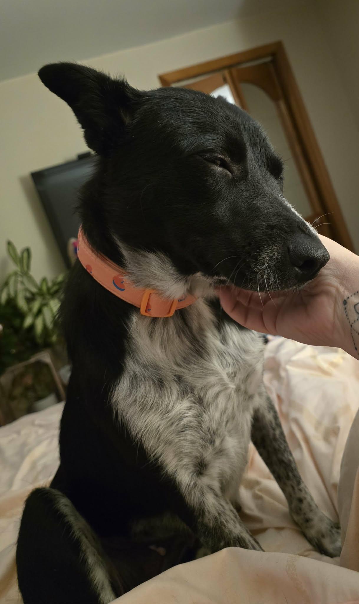 Clover, a Adoptable mixed breed in Springville, NY image 3/3