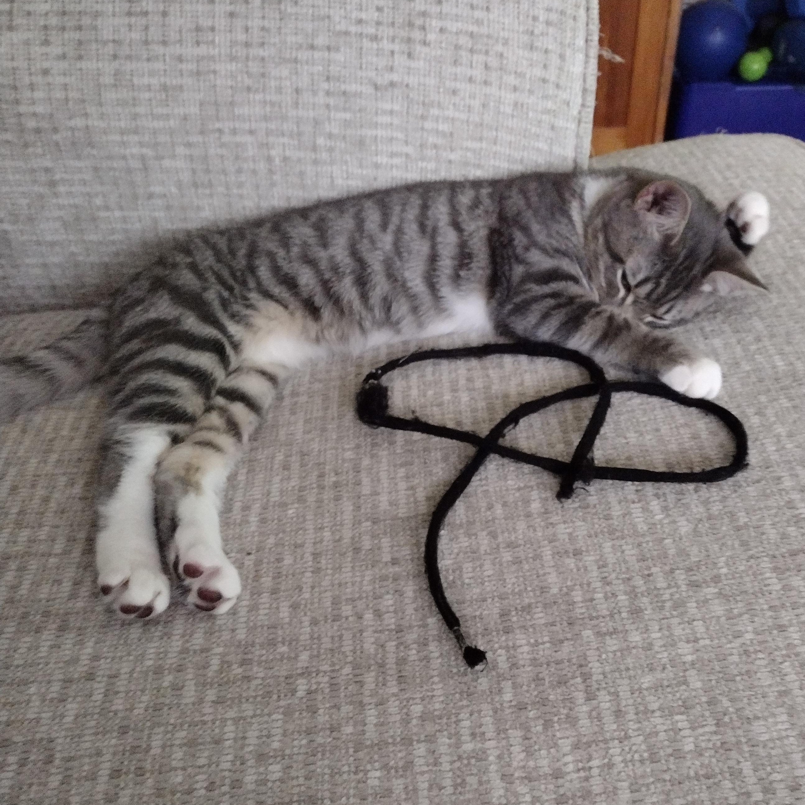 Sprite and Cola, a Adoptable Domestic Short Hair in Alexandria, VA image 6/6