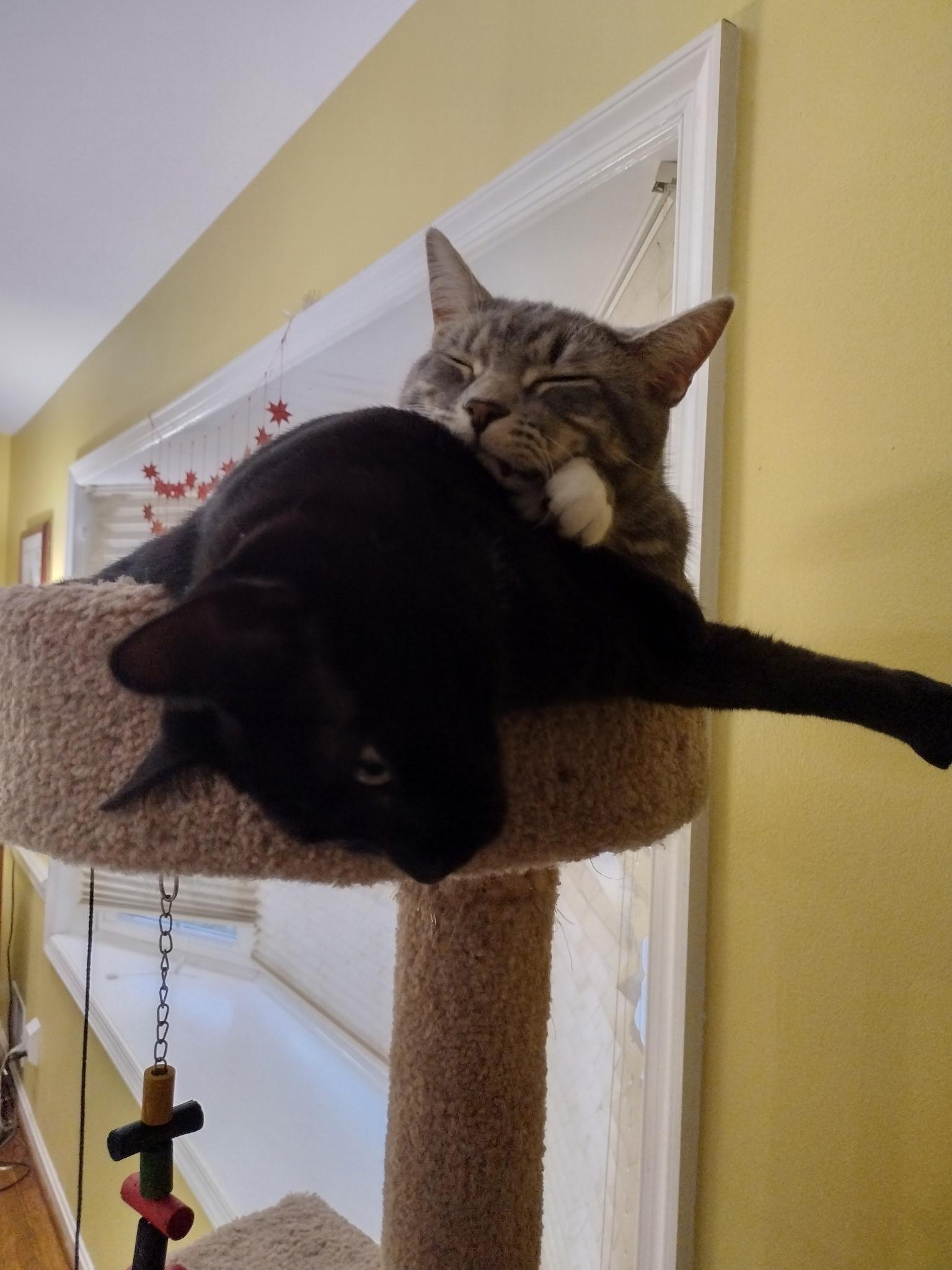 Sprite and Cola, a Adoptable Domestic Short Hair in Alexandria, VA image 1/6