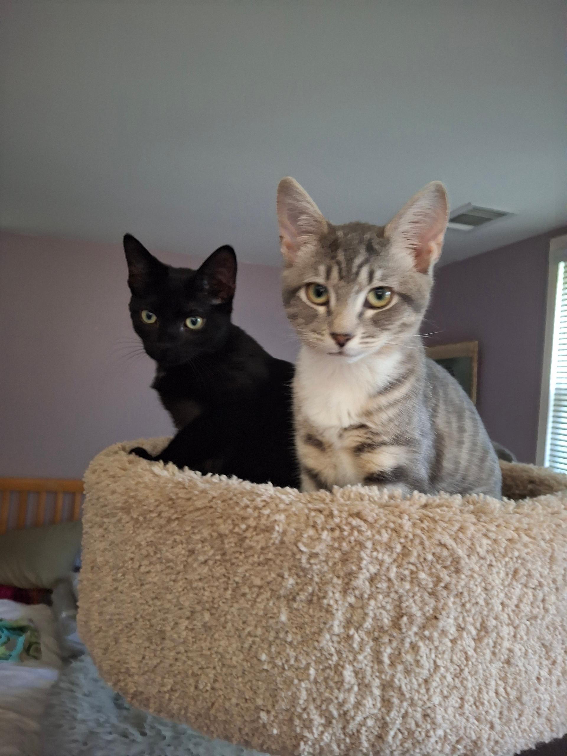 Sprite and Cola, a Adoptable Domestic Short Hair in Alexandria, VA image 5/6