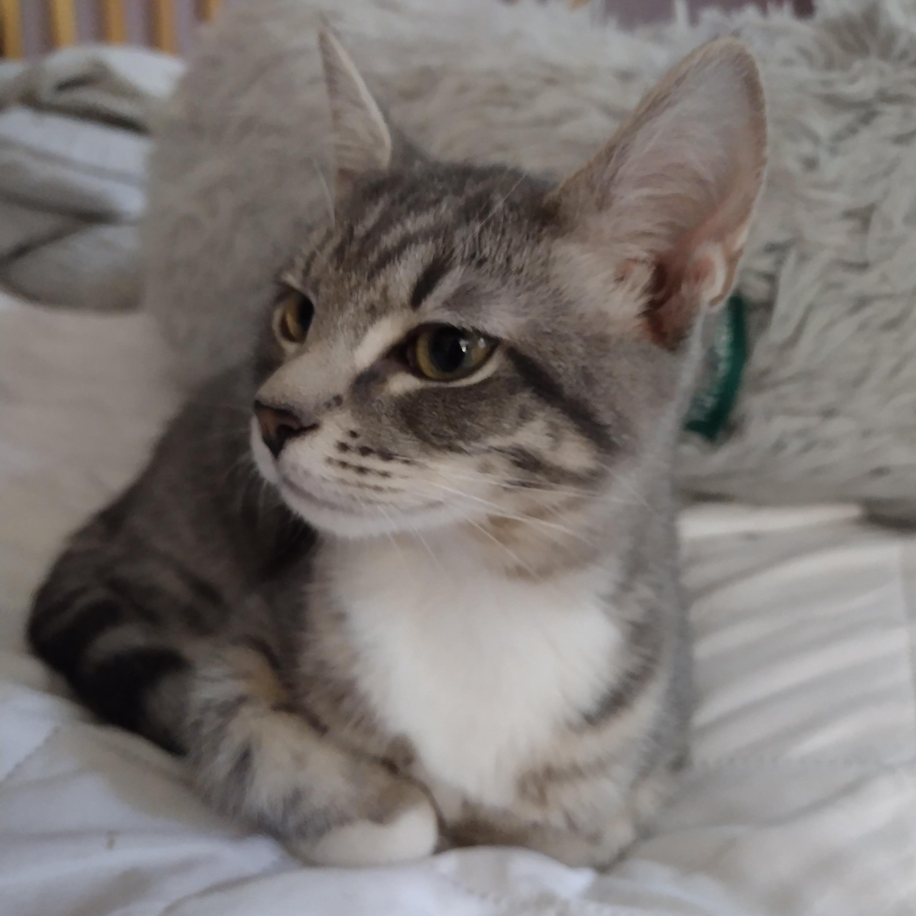 Sprite and Cola, a Adoptable Domestic Short Hair in Alexandria, VA image 4/6