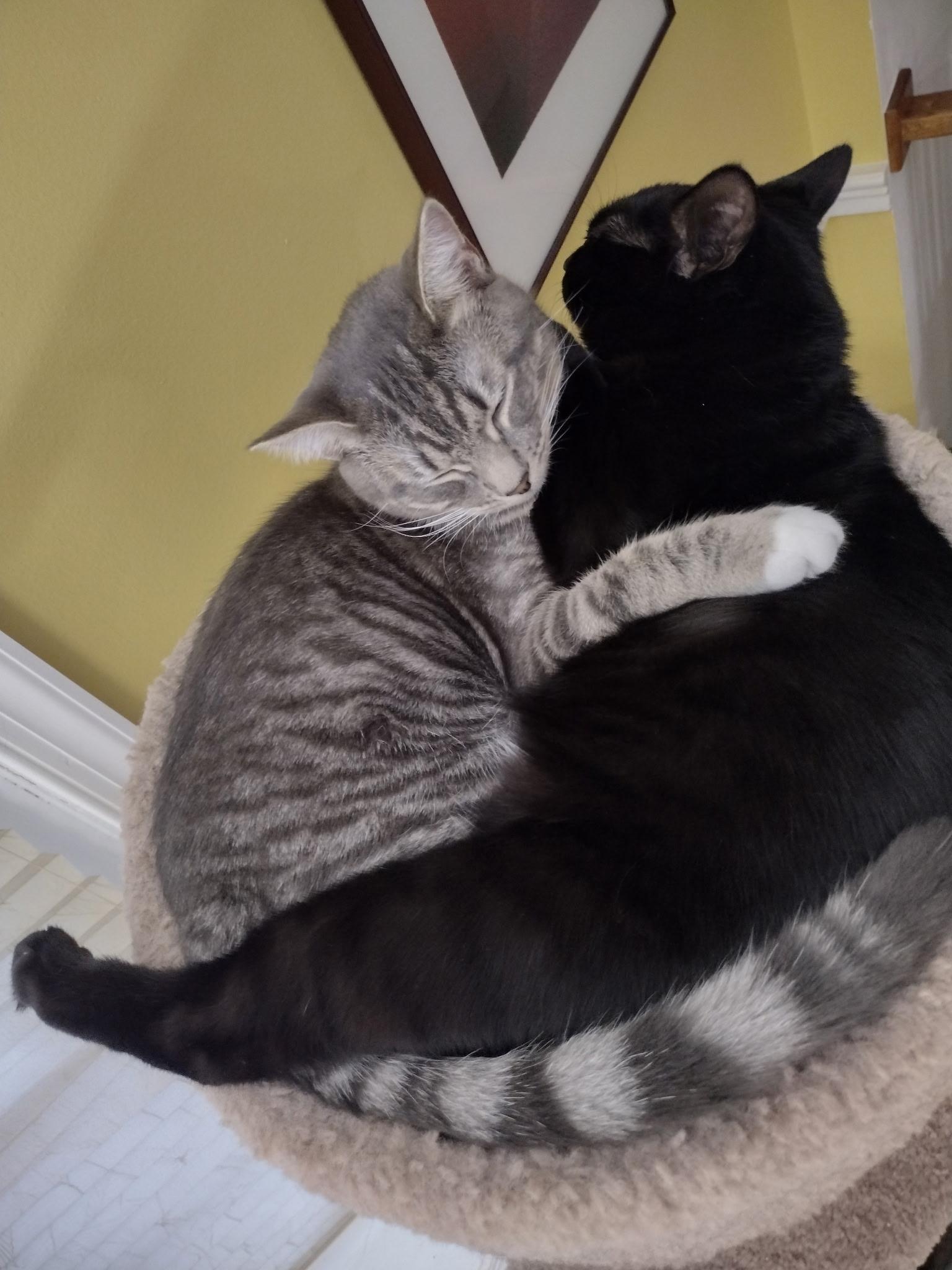 Sprite and Cola, Adoptable, Kitten Female Domestic Short Hair.