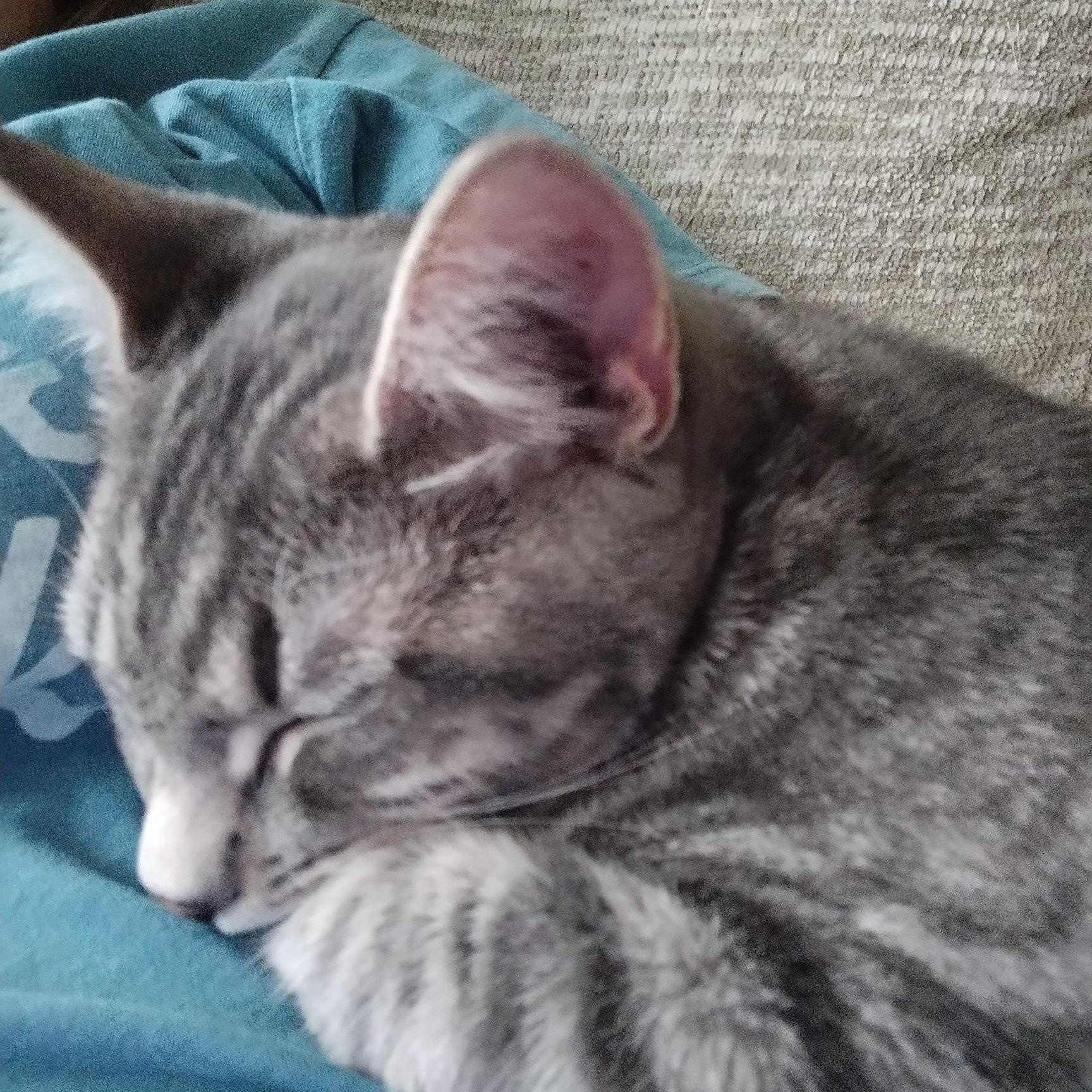 Sprite and Cola, Adoptable, Kitten Female Domestic Short Hair.