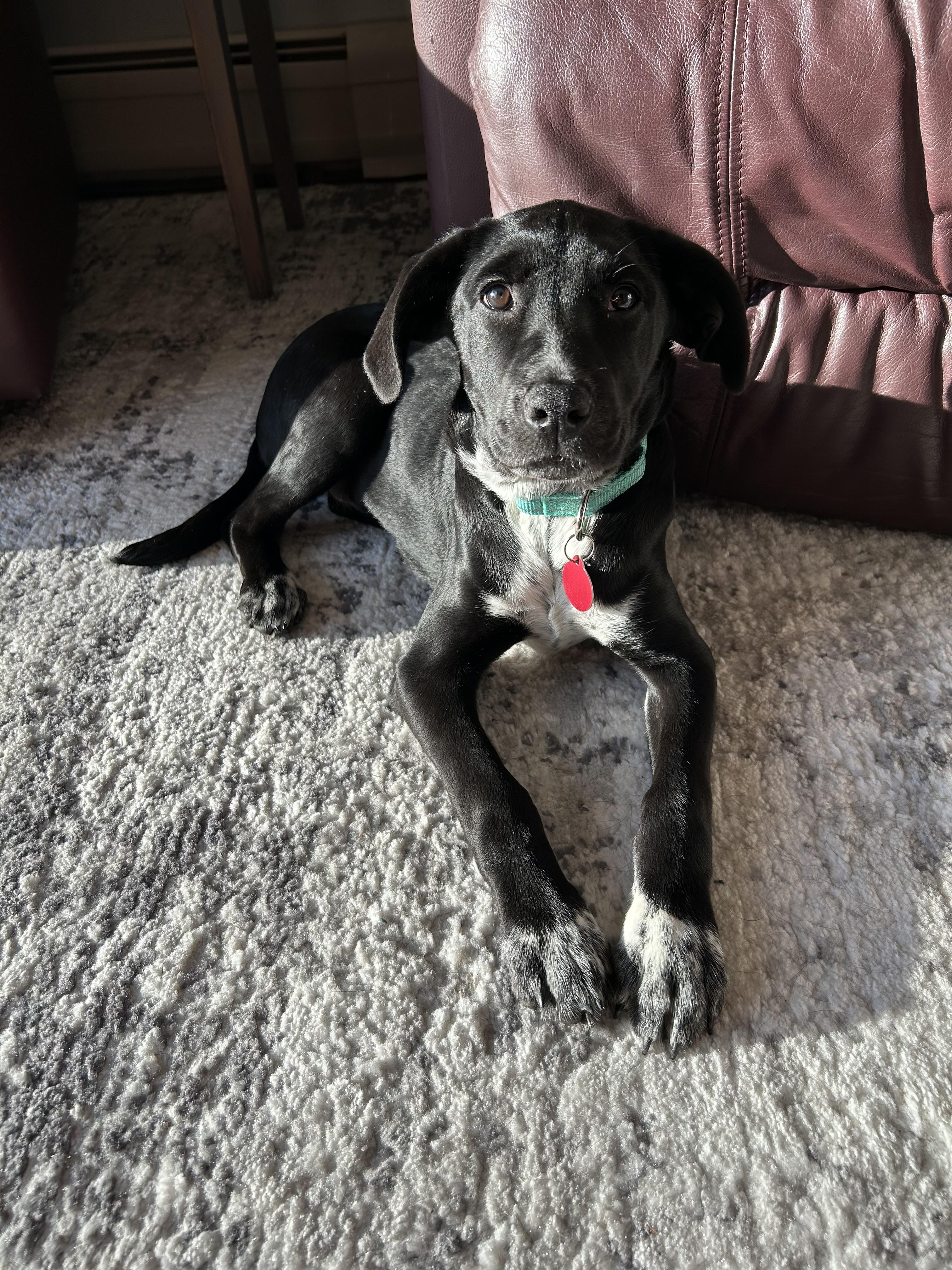 Enlarge Miriam, a Adopted mixed breed in Westport, CT image 1/4