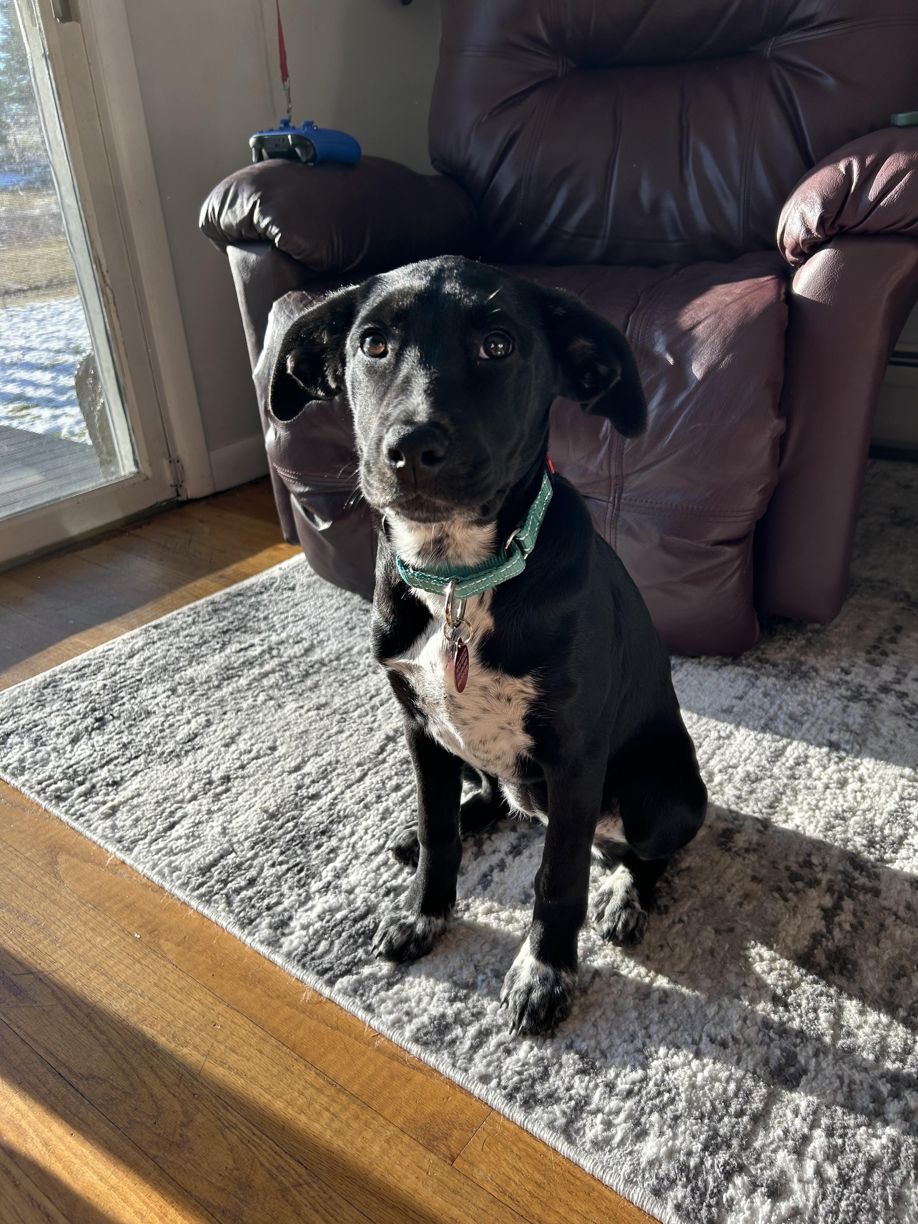 Enlarge Miriam, a Adopted mixed breed in Westport, CT image 3/4