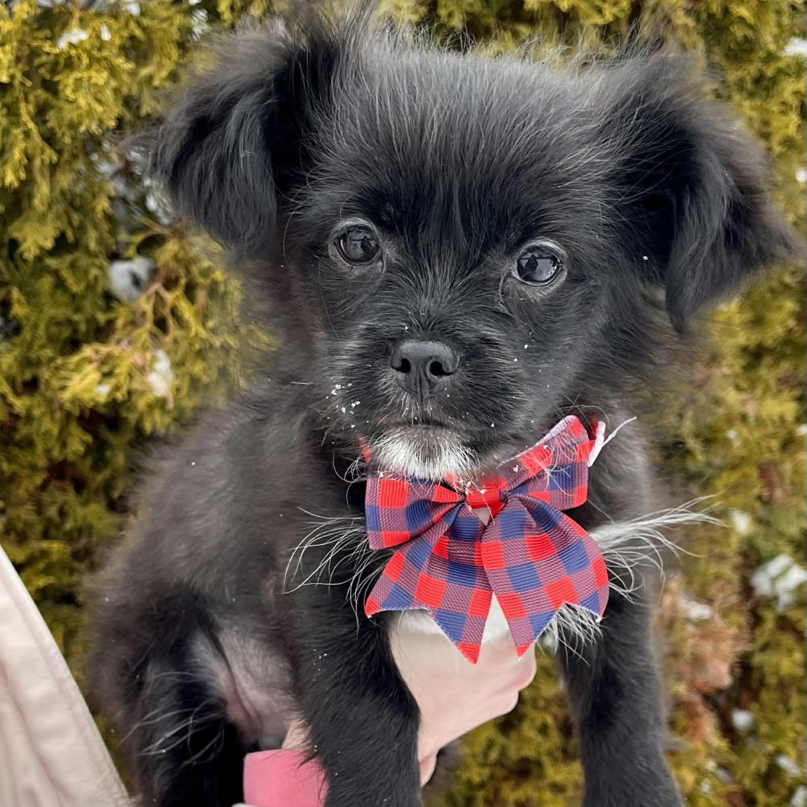Fuji, adopted, Puppy Male Shih Tzu & Pomeranian.