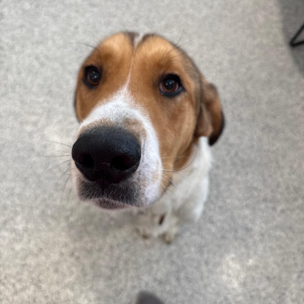 Puck, a Adoptable mixed breed in Breese, IL image 1/3