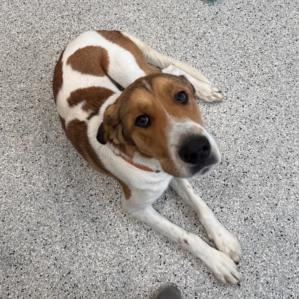 Puck, a Adoptable mixed breed in Breese, IL image 2/3