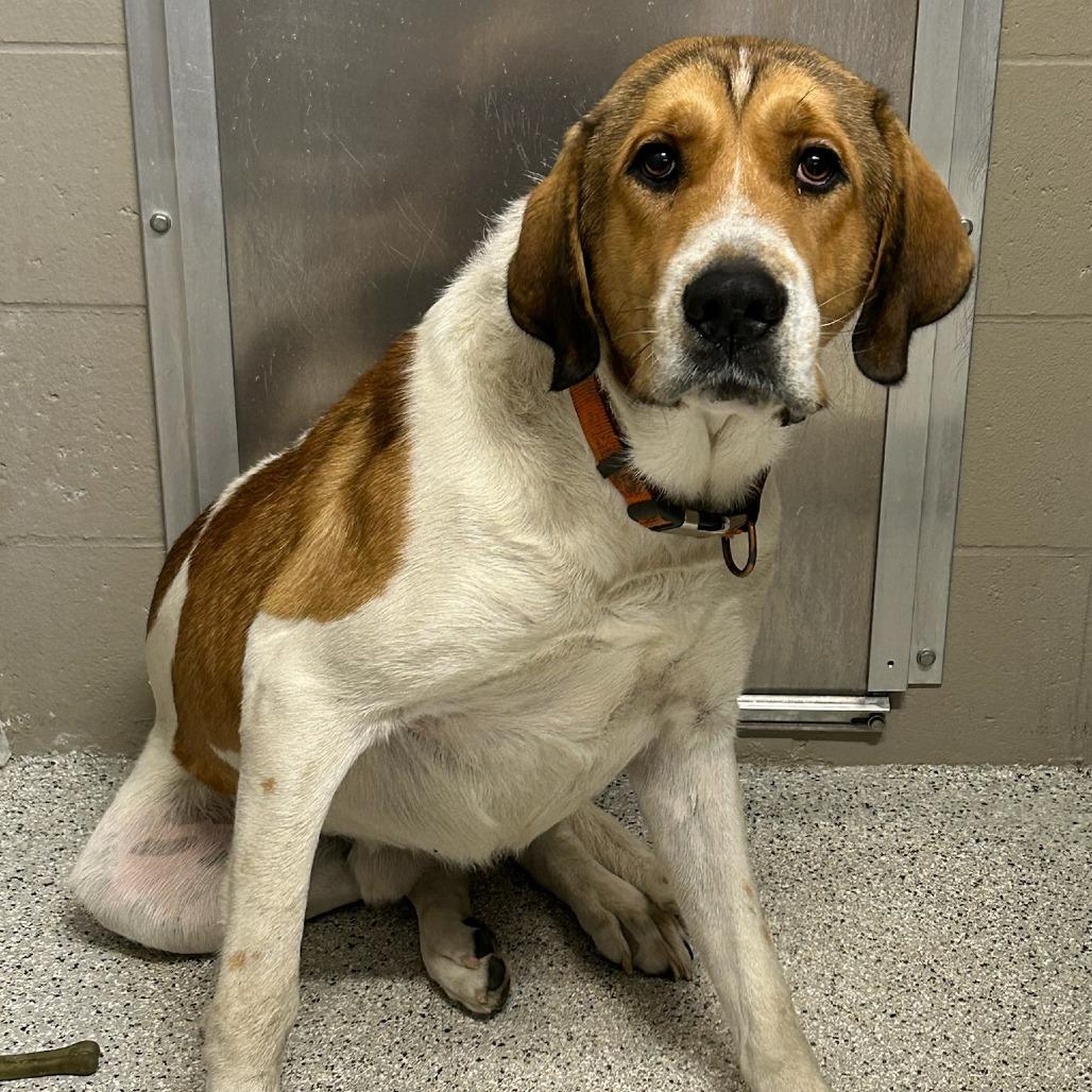 Puck, a Adoptable mixed breed in Breese, IL image 3/3