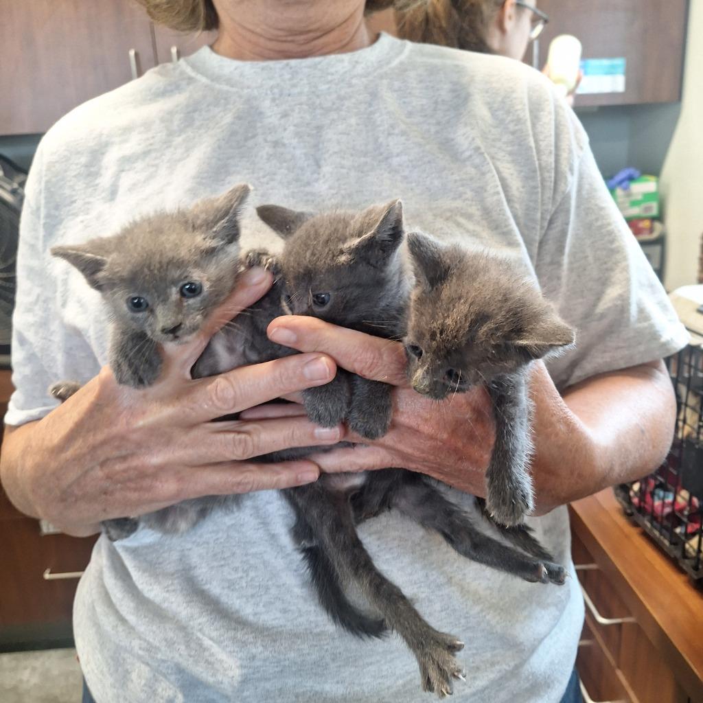 Milton, Adoptable, Young Male Domestic Short Hair.