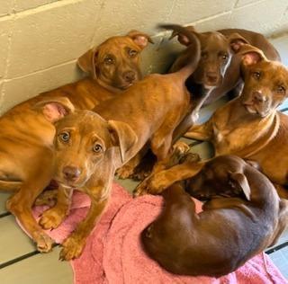 Enlarge Darcy, an adopted mixed breed in Cumberland, RI image 3/3