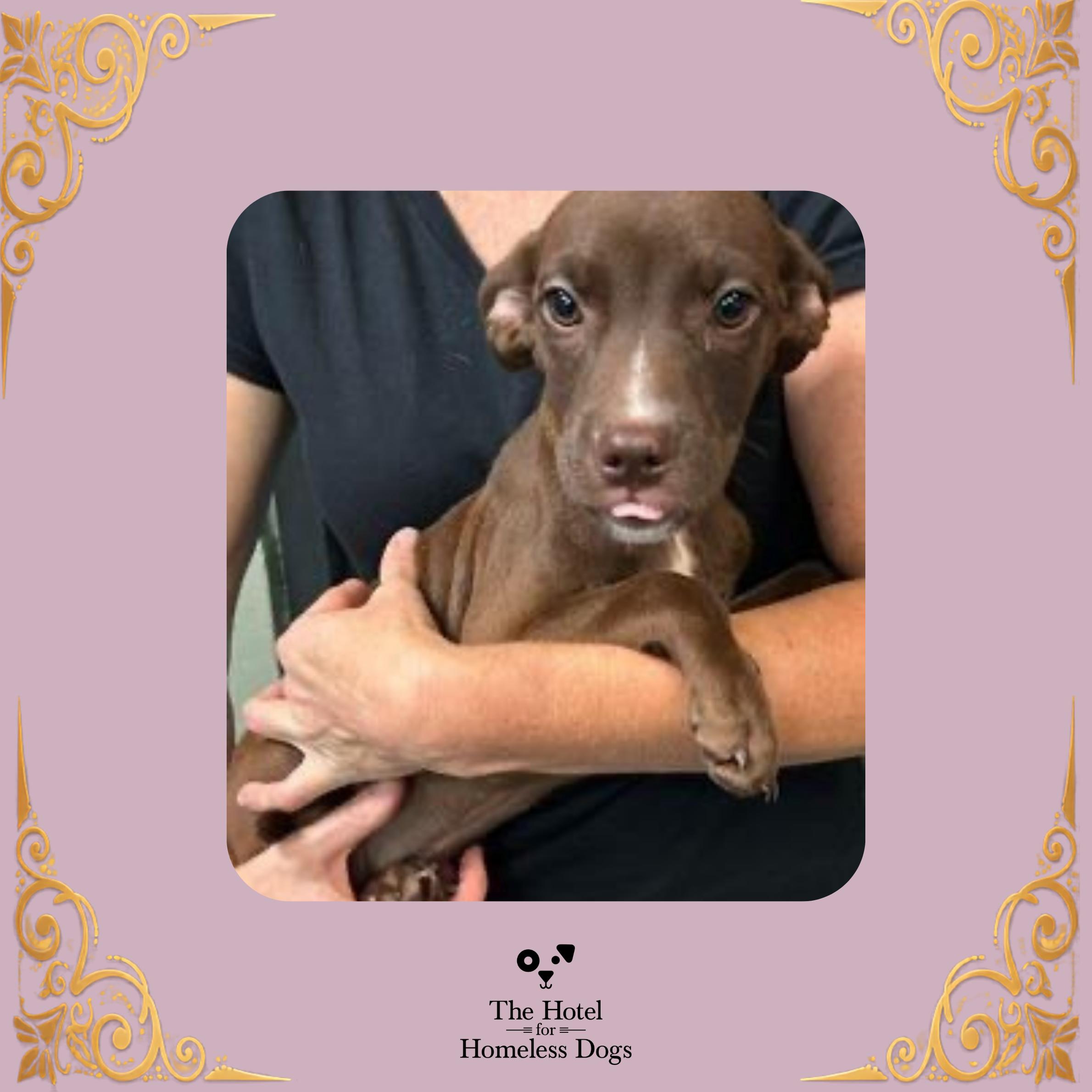 Enlarge Darcy, an adopted mixed breed in Cumberland, RI image 1/3
