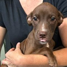 Enlarge Darcy, an adopted mixed breed in Cumberland, RI image 2/3