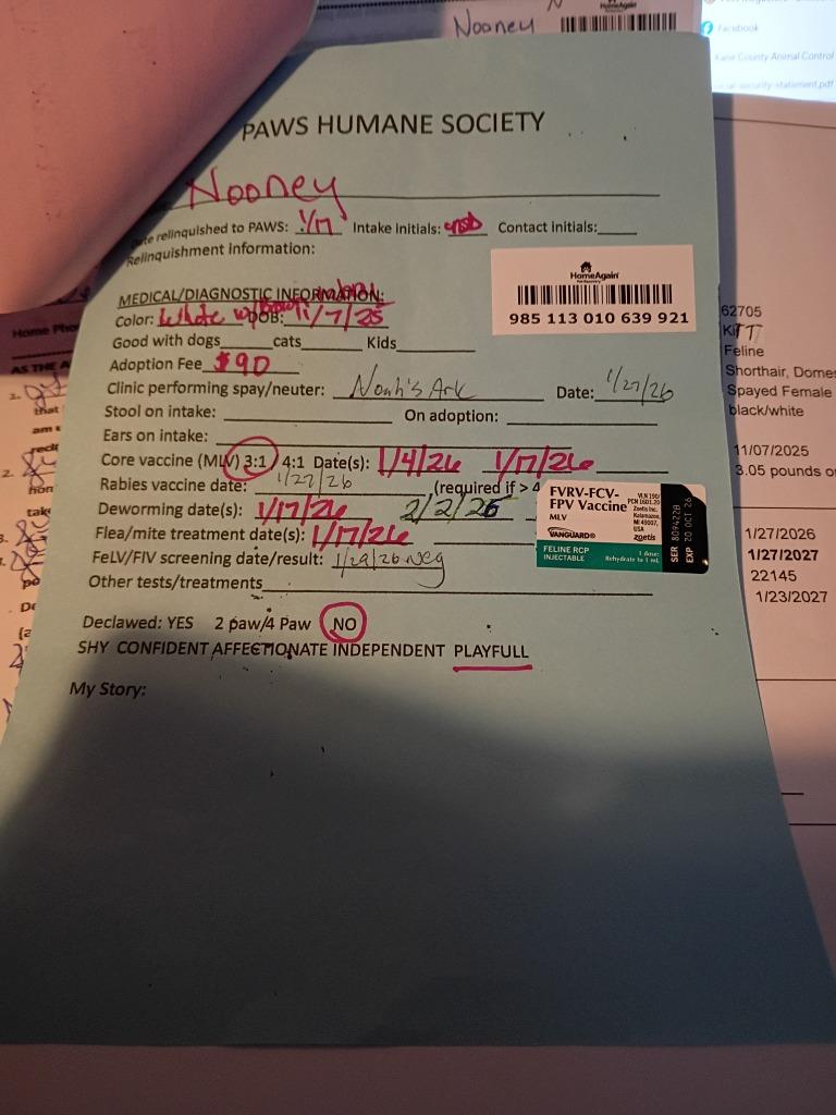 Nooney, a Adopted mixed breed in Rockford, IL image 2/4