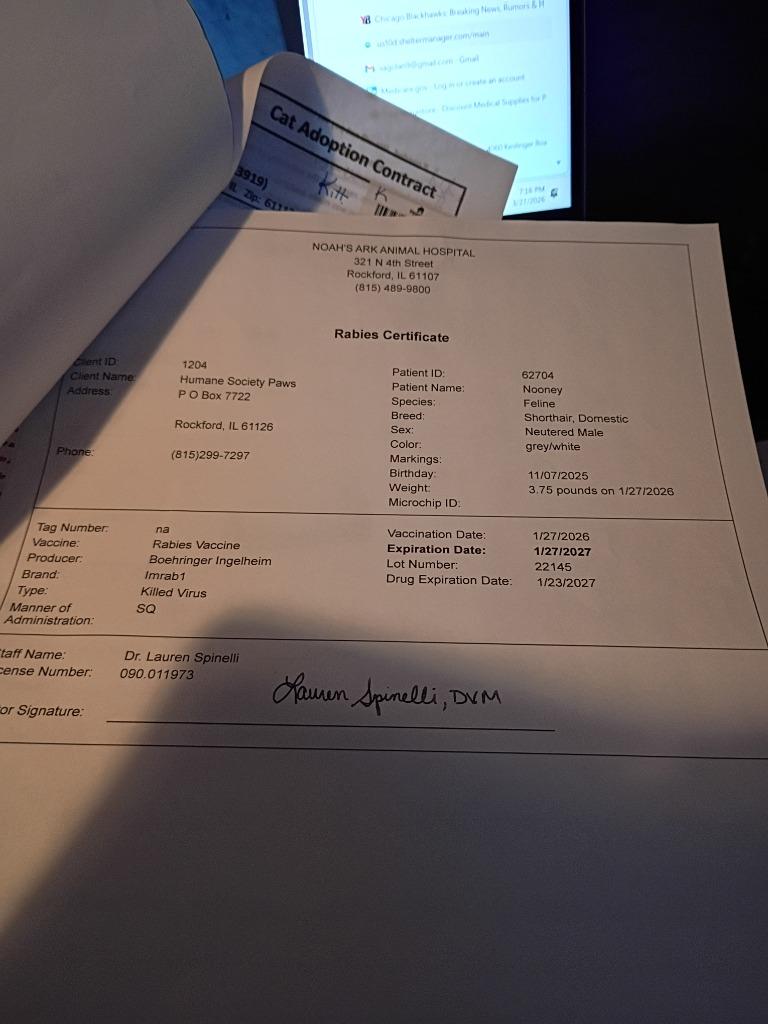 Nooney, a Adopted mixed breed in Rockford, IL image 3/4