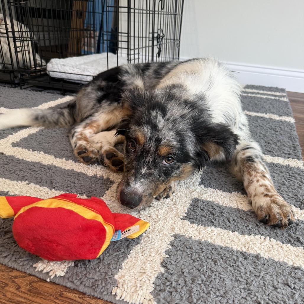 Bo - Dukes of Hazzard Litter, Adoptable, Puppy Male Australian Shepherd & Australian Cattle Dog / Blue Heeler.