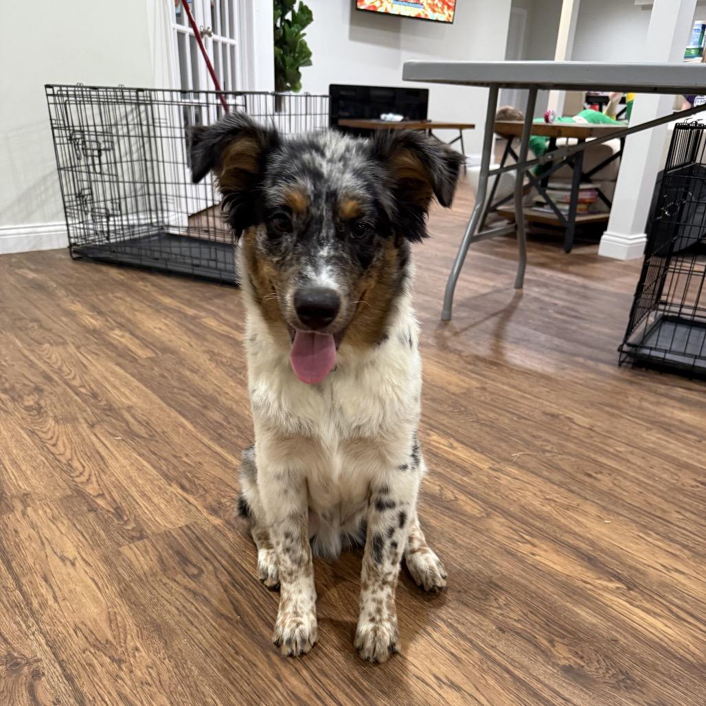 Enlarge Bo - Dukes of Hazzard Litter, a Adoptable mixed breed in Festus, MO image 2/2