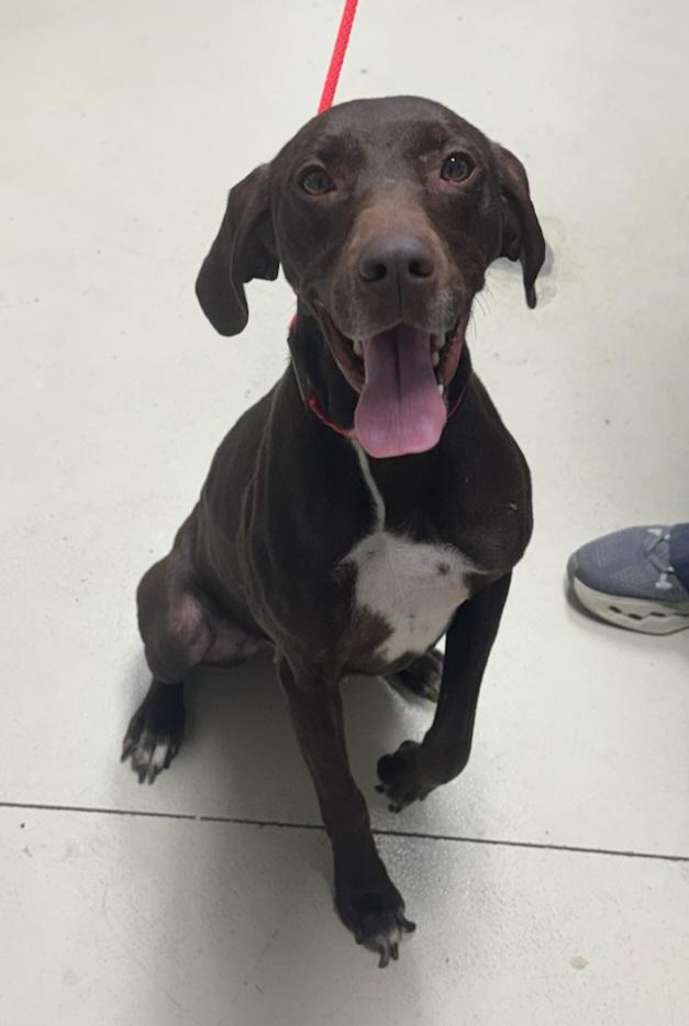 Hershey- Foster or Foster to Adopt Home Needed!!, an adopted German Shorthaired Pointer in Wood Dale, IL image 2/2
