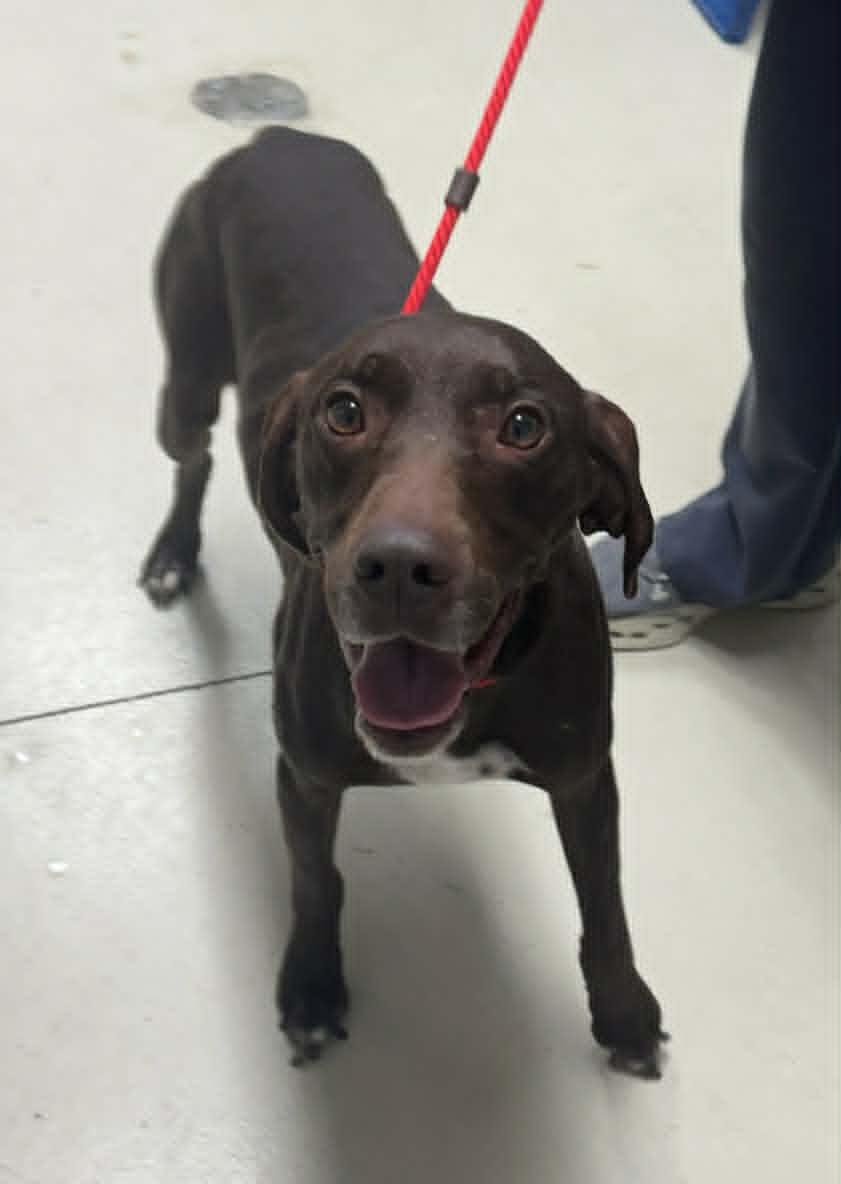 Hershey- Foster or Foster to Adopt Home Needed!!, an adopted German Shorthaired Pointer in Wood Dale, IL image 1/2