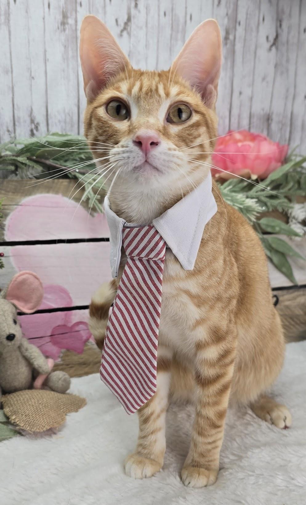 Enlarge Tiggs the Lover Boy, a Adoptable Domestic Short Hair in Parsippany, NJ image 1/5