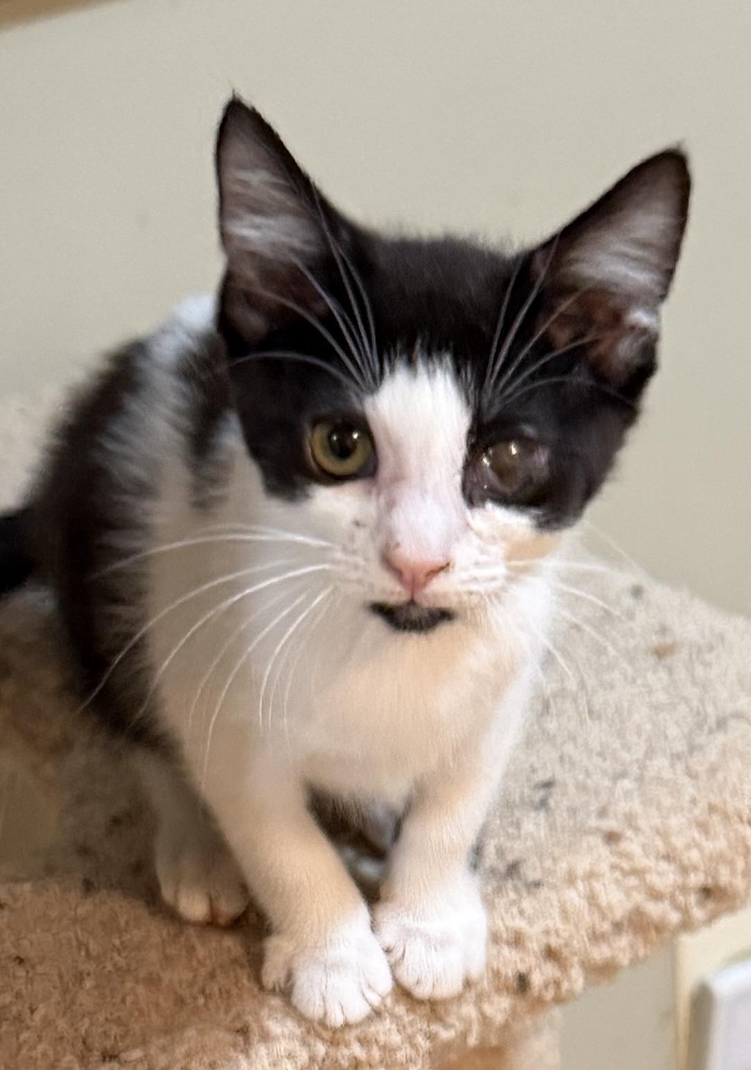 Magpie, Adoptable, Kitten Female Domestic Short Hair.