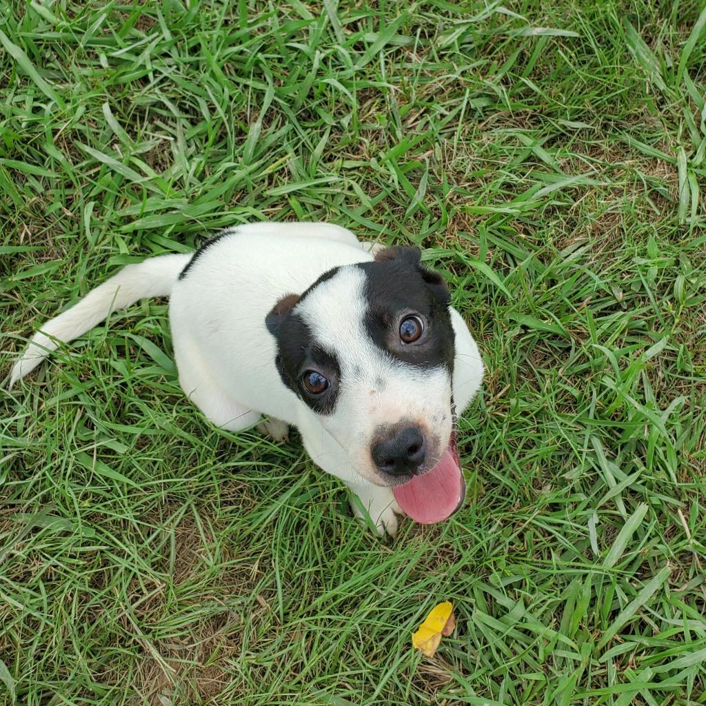 Jellybean, Adoptable, Adult Female Mixed Breed.