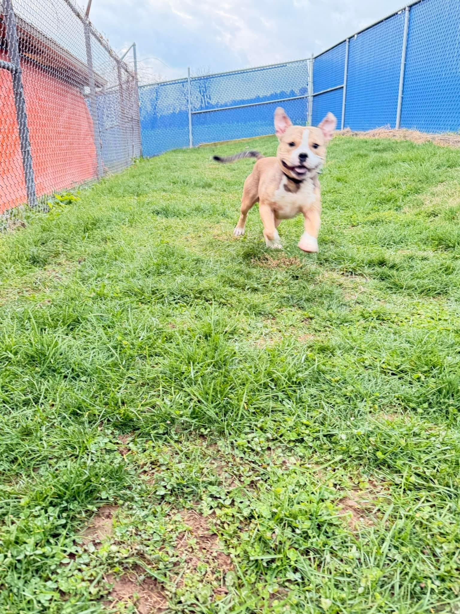 Enlarge Forte, an adopted mixed breed in Millersburg, OH image 1/3