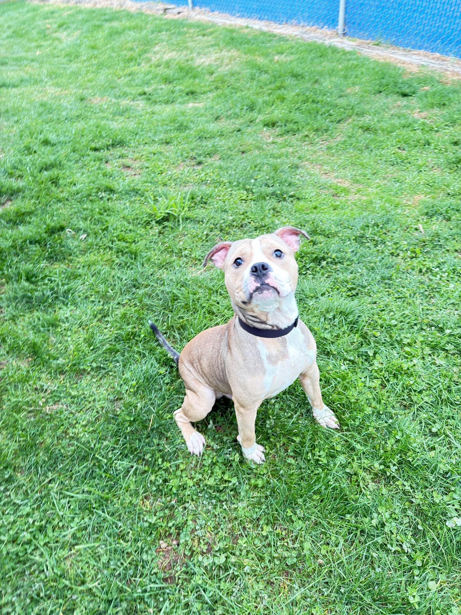 Enlarge Forte, an adopted mixed breed in Millersburg, OH image 2/3