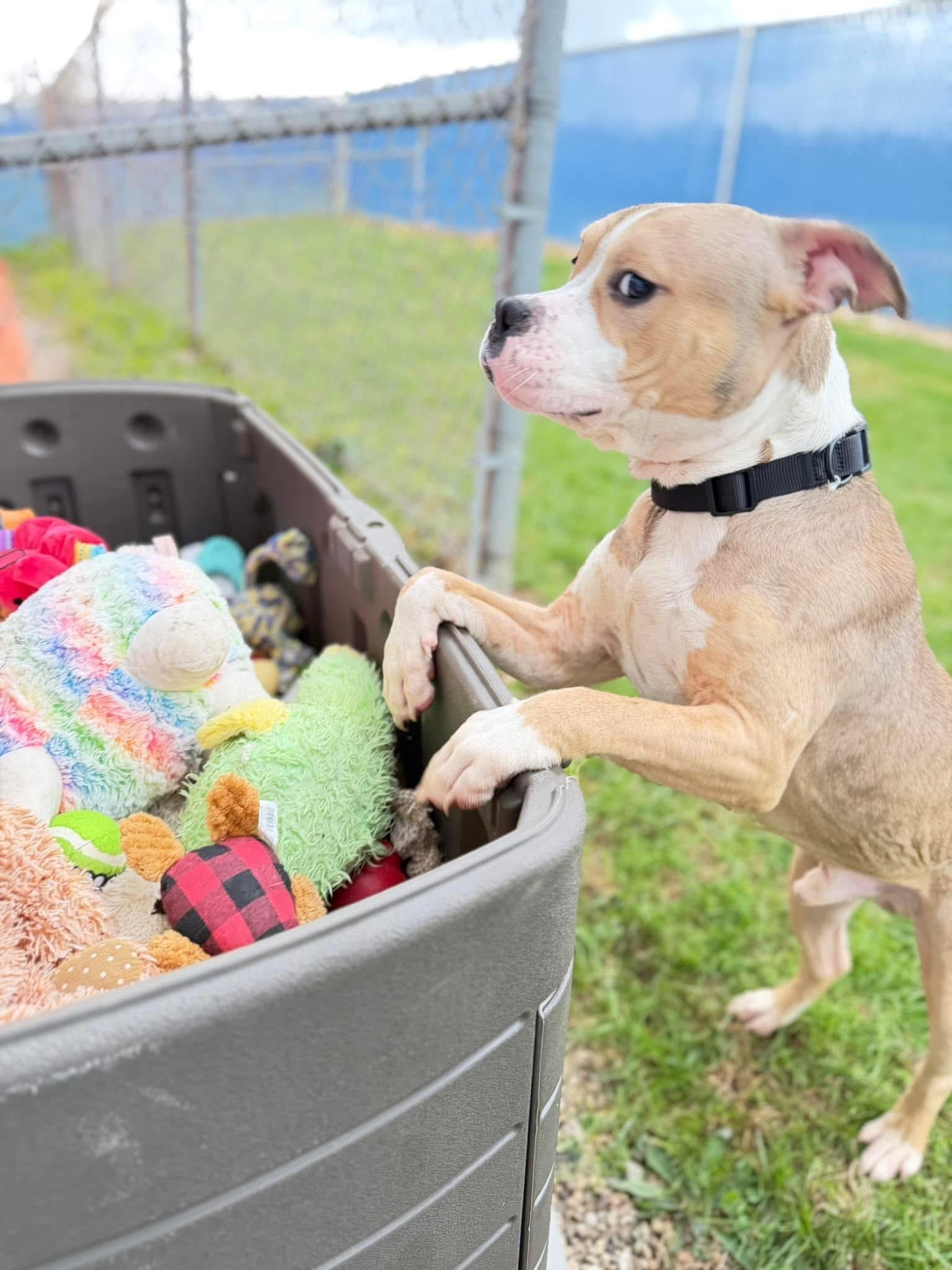 Enlarge Forte, an adopted mixed breed in Millersburg, OH image 3/3