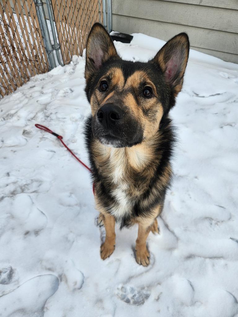 Thurman, Adoptable, Young Male German Shepherd Dog.