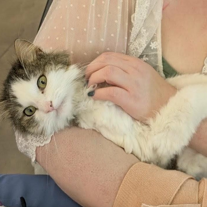 Rachel, Adoptable, Adult Female Domestic Long Hair.