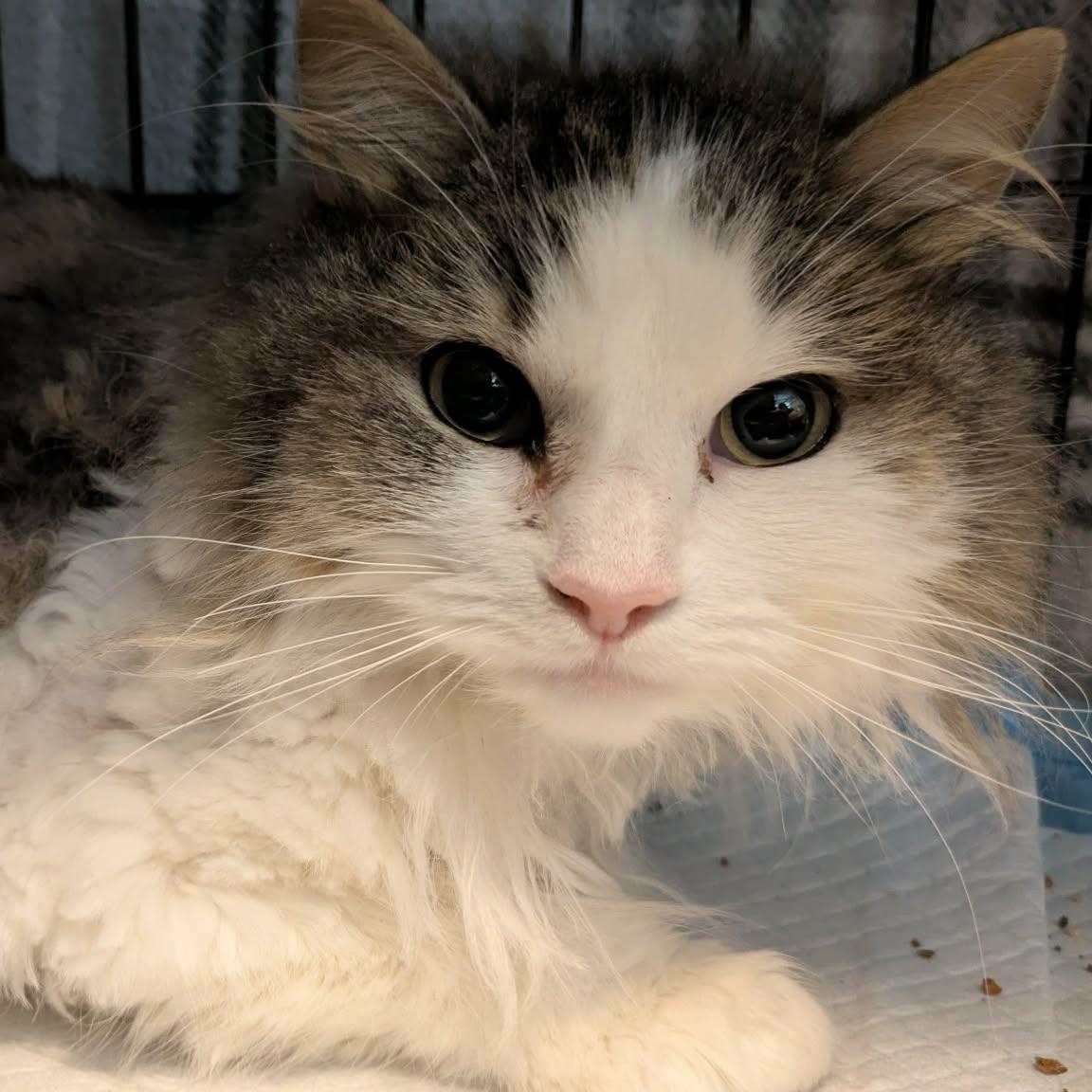 Enlarge Rachel, a Adoptable Domestic Long Hair in Fairborn, OH image 3/6