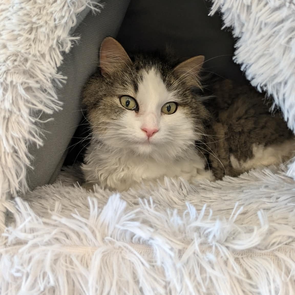 Enlarge Rachel, a Adoptable Domestic Long Hair in Fairborn, OH image 4/6