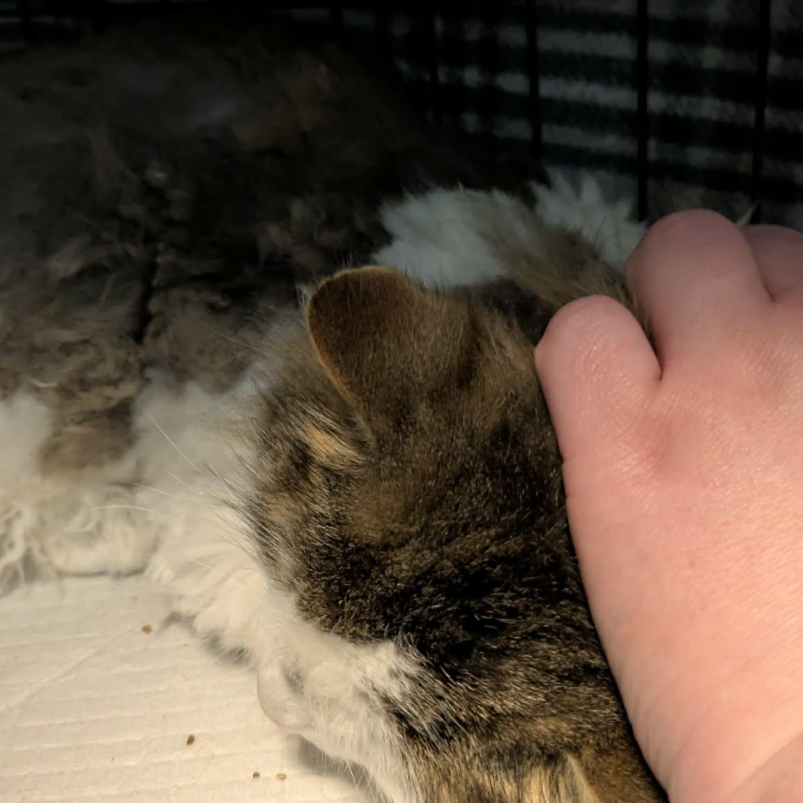 Enlarge Rachel, a Adoptable Domestic Long Hair in Fairborn, OH image 5/6
