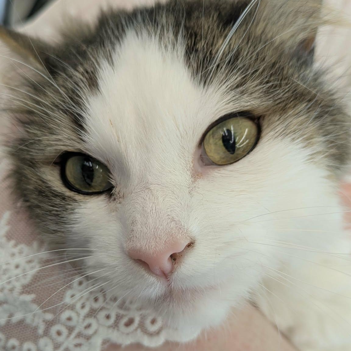 Enlarge Rachel, a Adoptable Domestic Long Hair in Fairborn, OH image 6/6