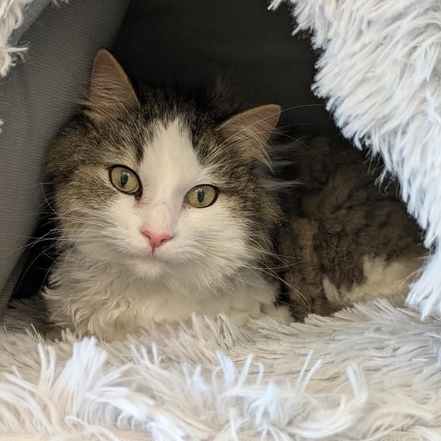 Enlarge Rachel, a Adoptable Domestic Long Hair in Fairborn, OH image 2/6