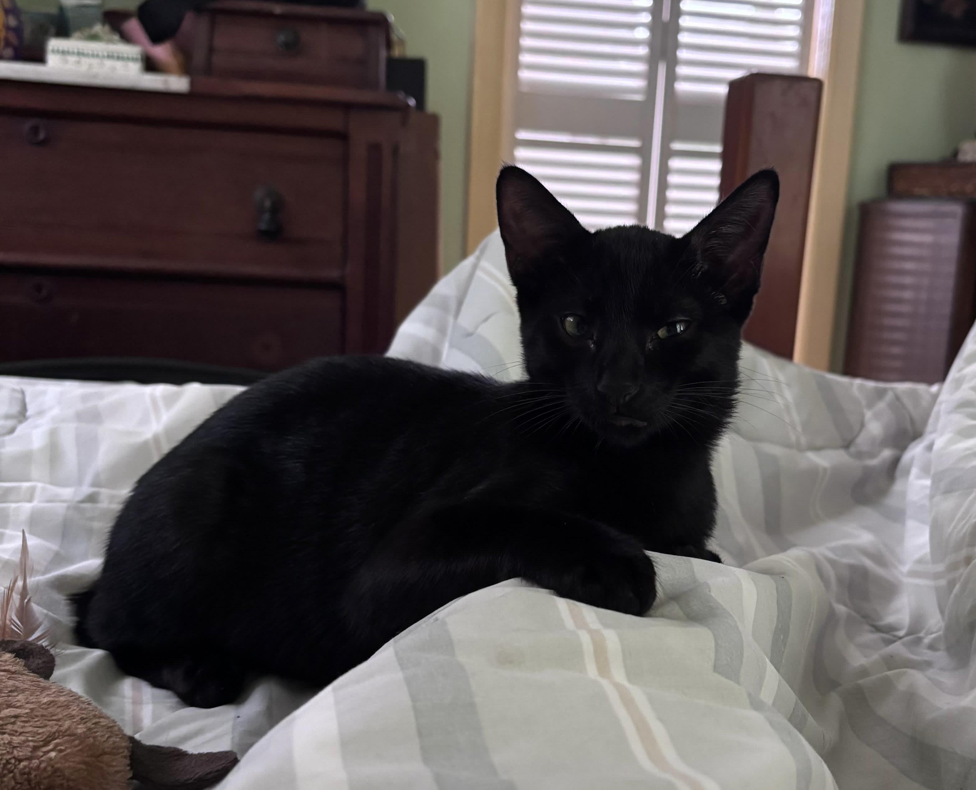 Enlarge Maxwell Edison, a Adoptable mixed breed in St Petersburg, FL image 1/5