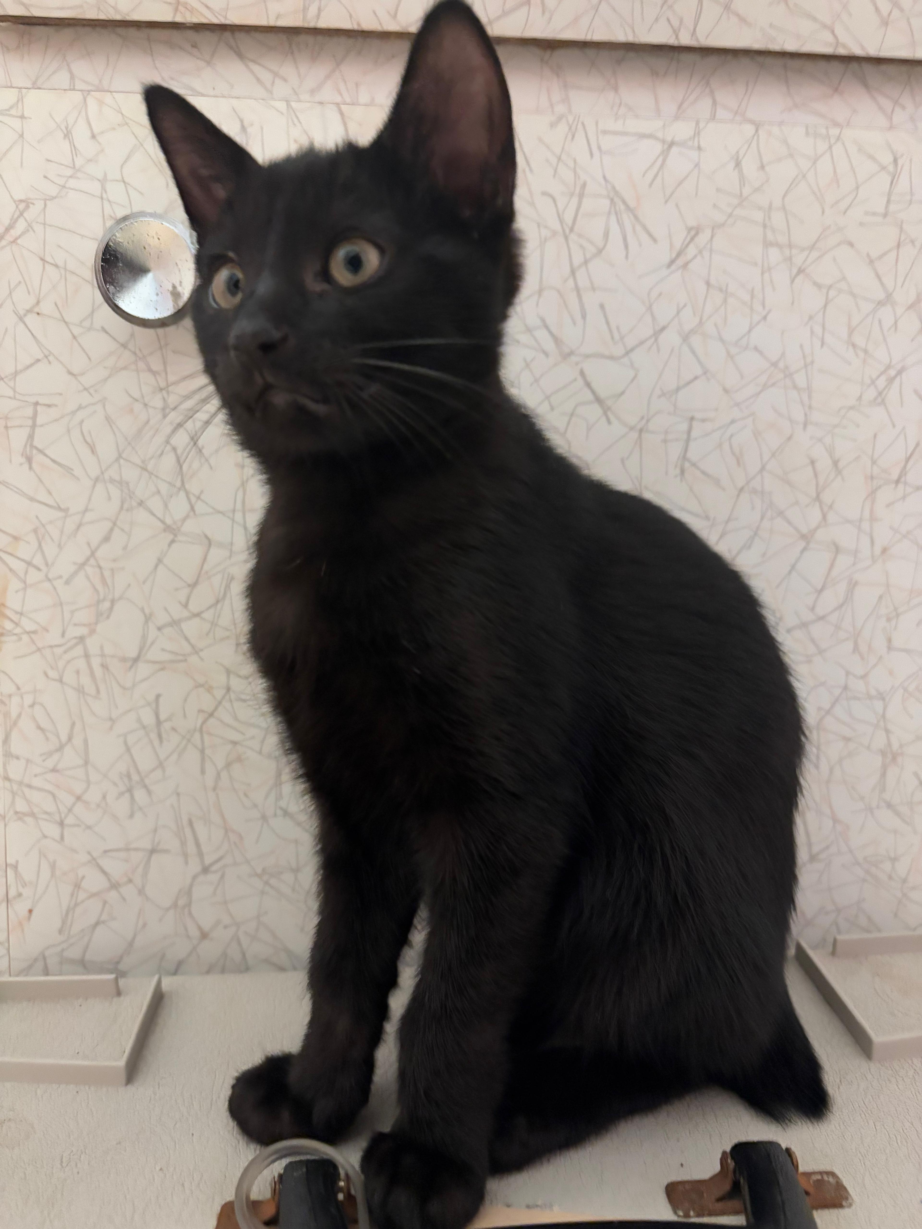 Enlarge Maxwell Edison, a Adoptable mixed breed in St Petersburg, FL image 2/5